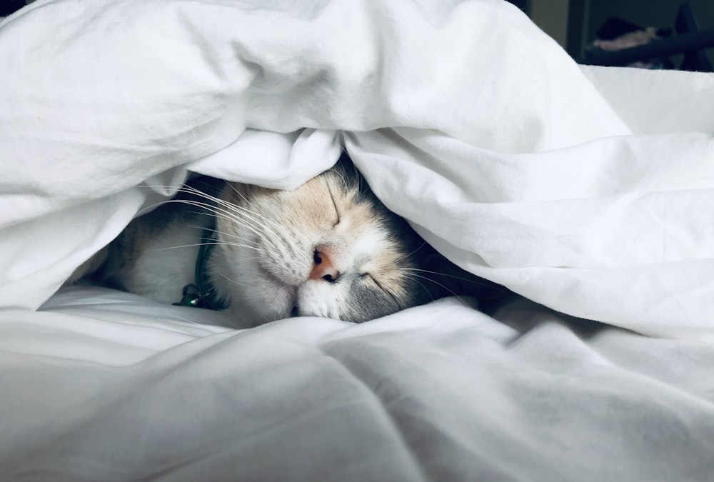 Sonno